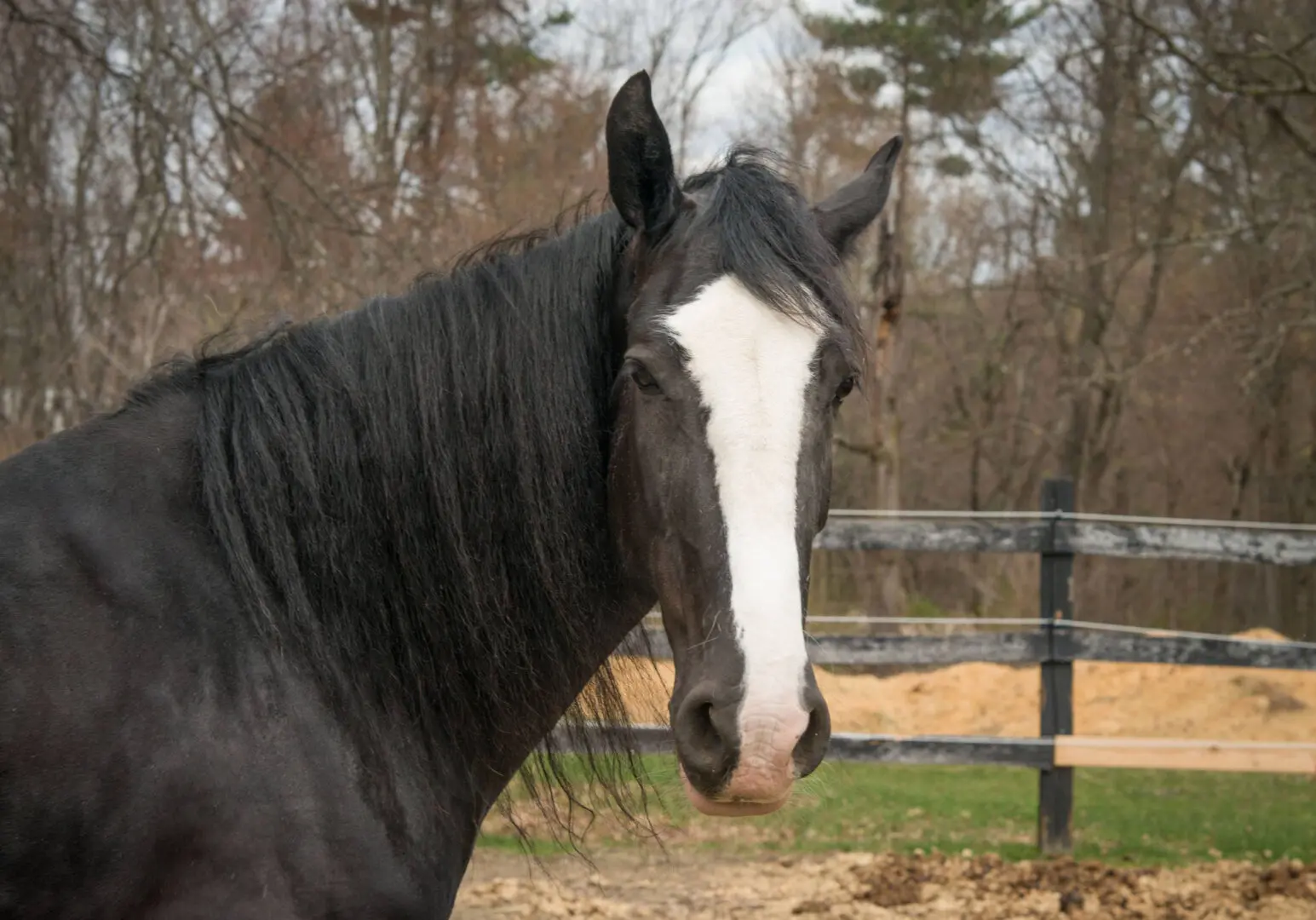 A black and white horse standing in front of a fence.