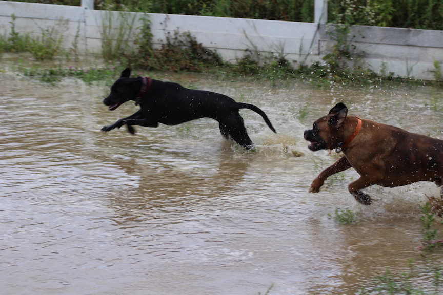 Two dogs chasing each other