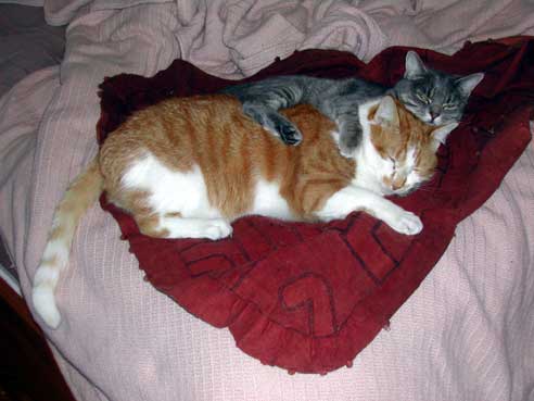 Two cats cuddling while sleeping
