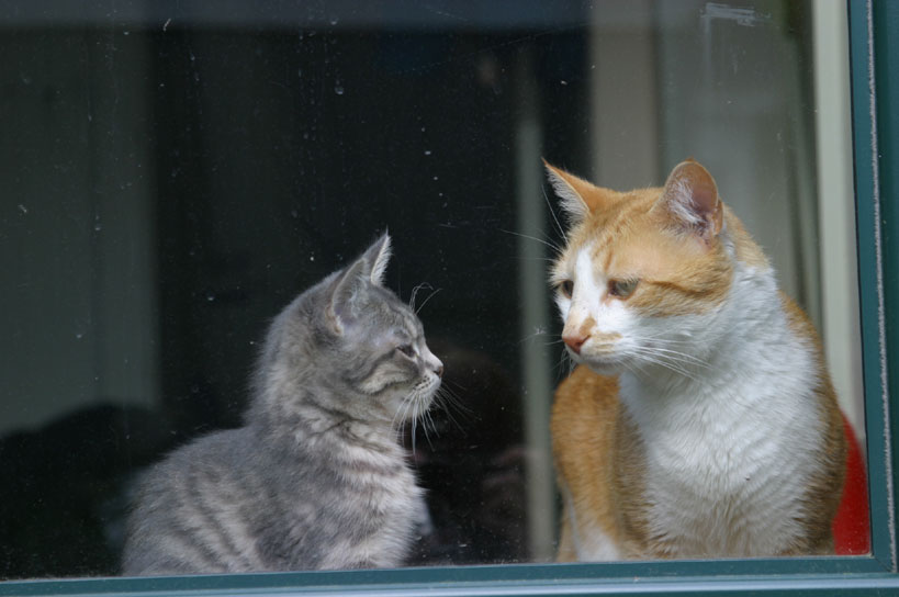 Two cats by a window looking at each other