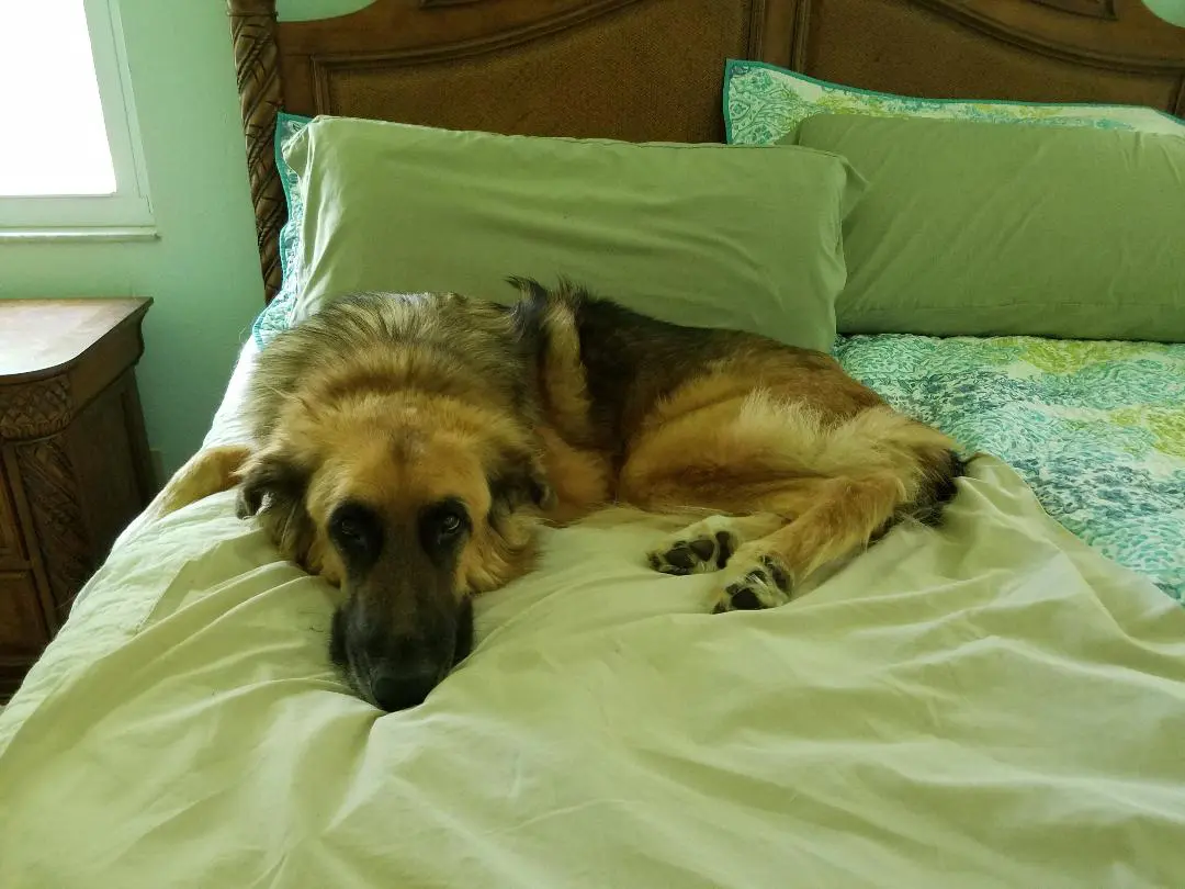 A dog laying on a bed