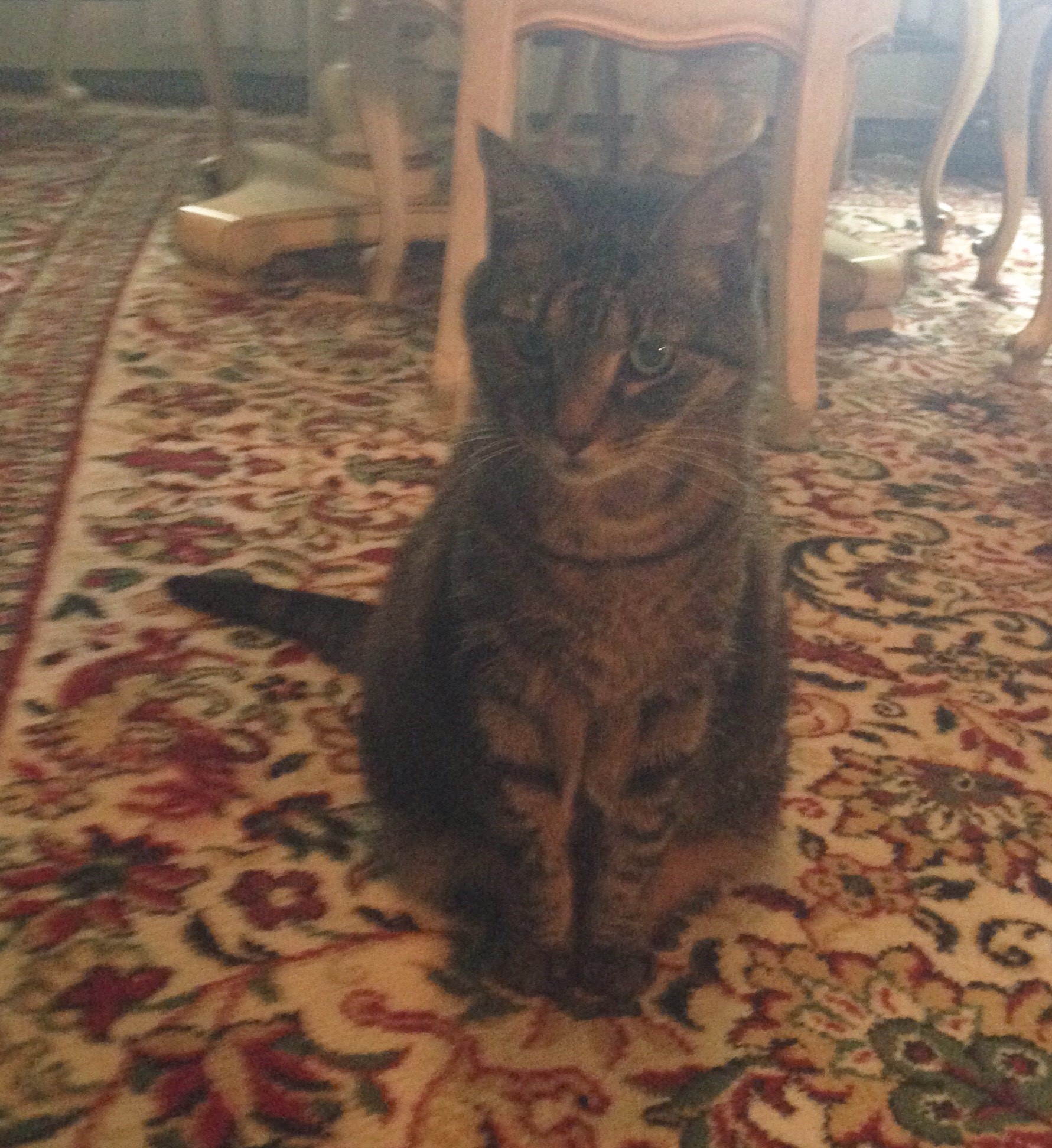 A cat sitting on a carpet