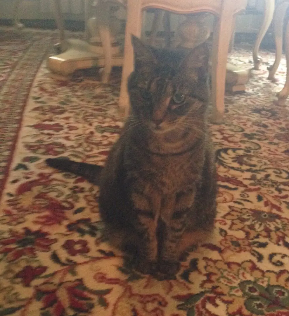 A cat sitting on the floor of a room.