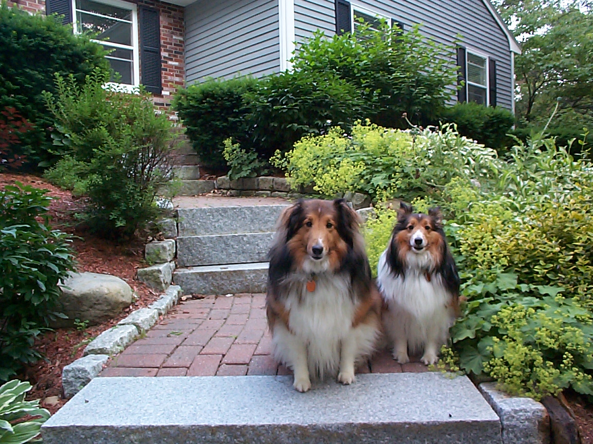Two dogs sitting in front of a house