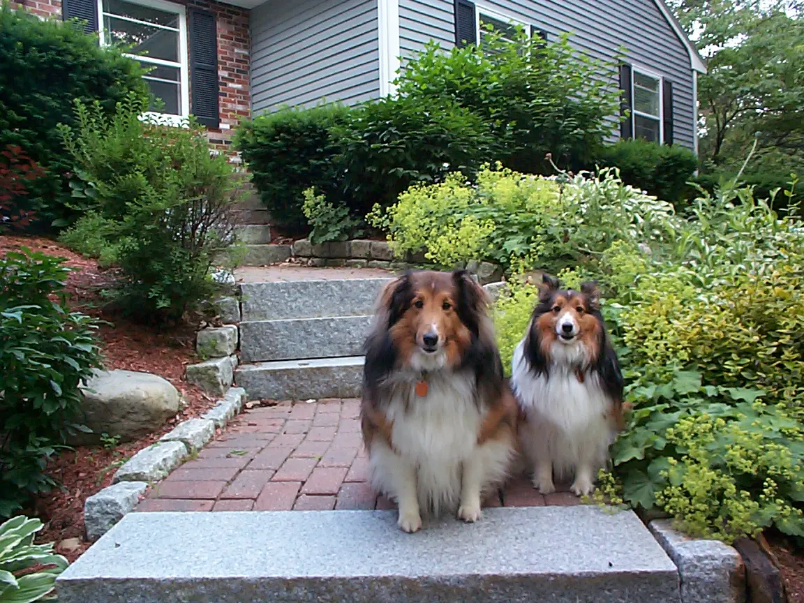 Two shelties sitting on a brick path in front of a house.