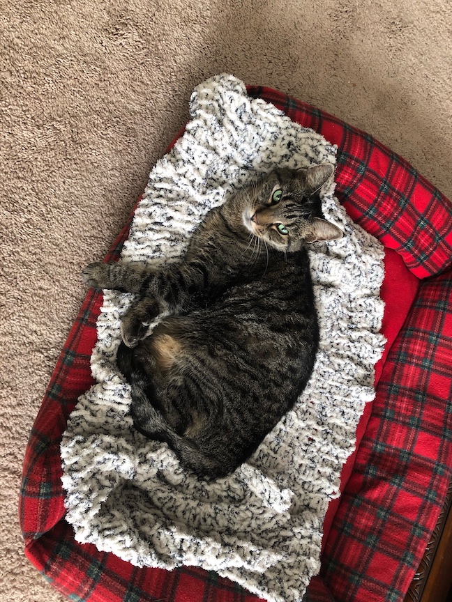 A cat laying on a pet bed